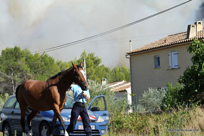 2 chevaux et un âne sont sauvés des flammes